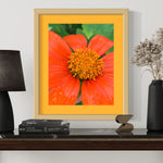 Fine art print 16x20 Tithonia  1