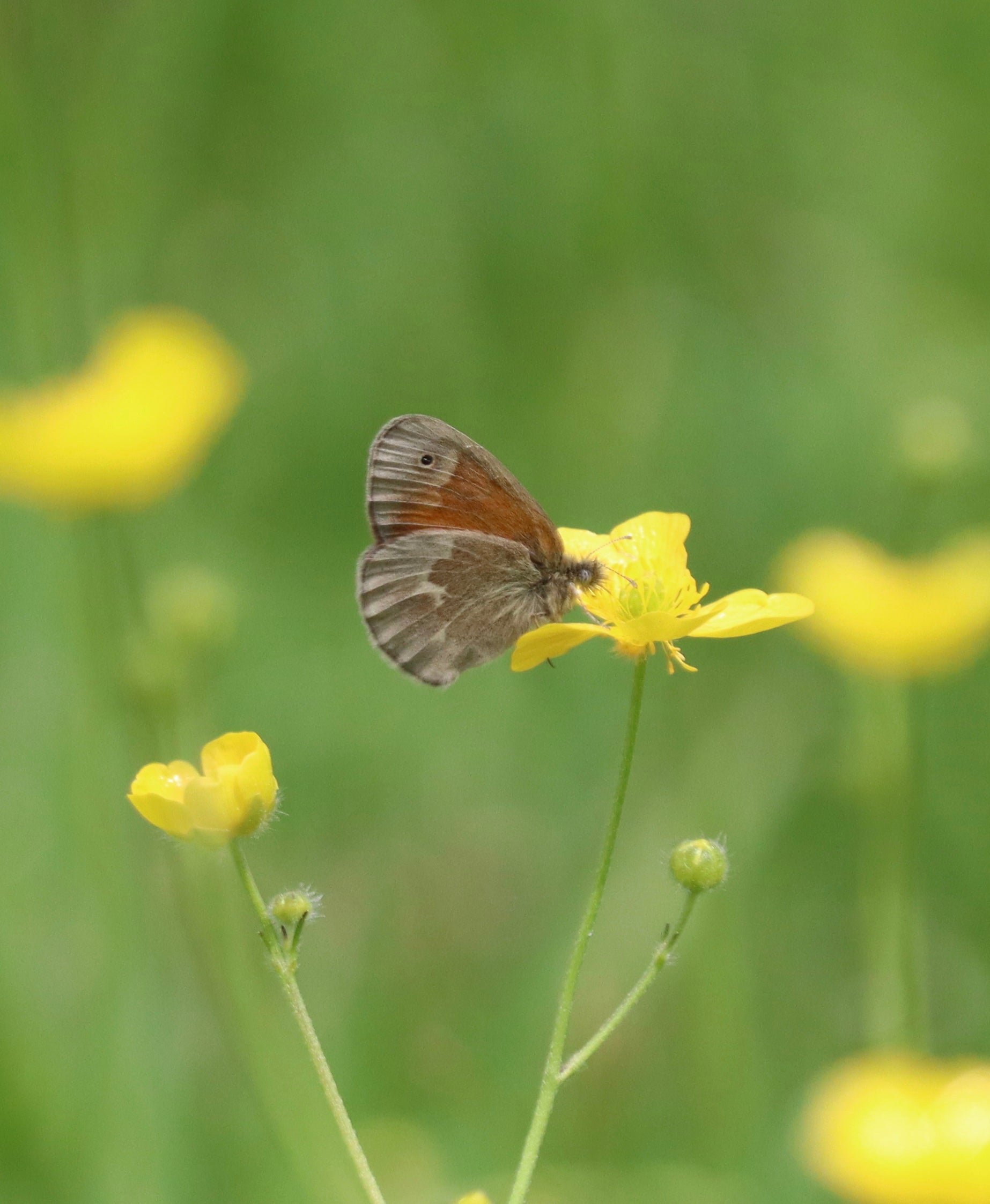 Fine art print 16x20  Common Ringlet butterfly 1