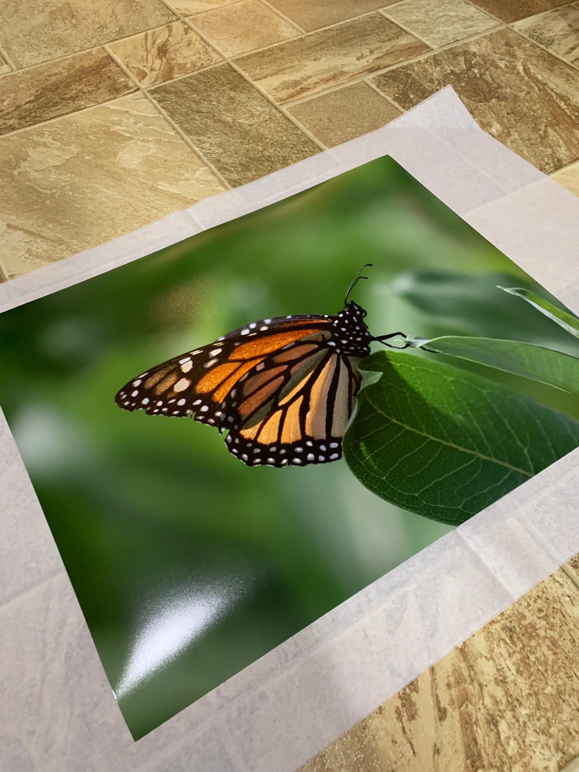 Fine art print 16x20  Monarch butterfly 2