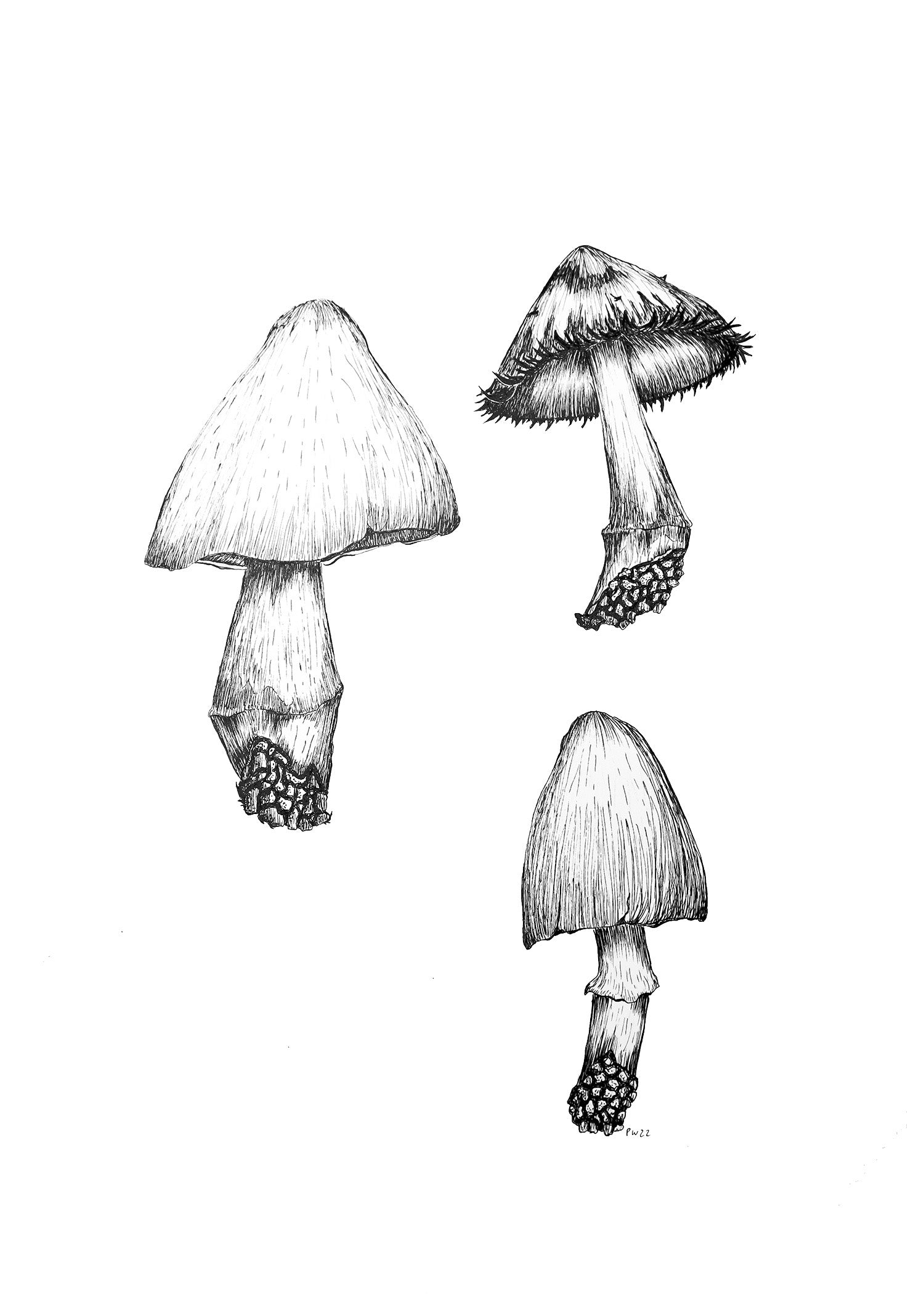 Inkcaps 1 print