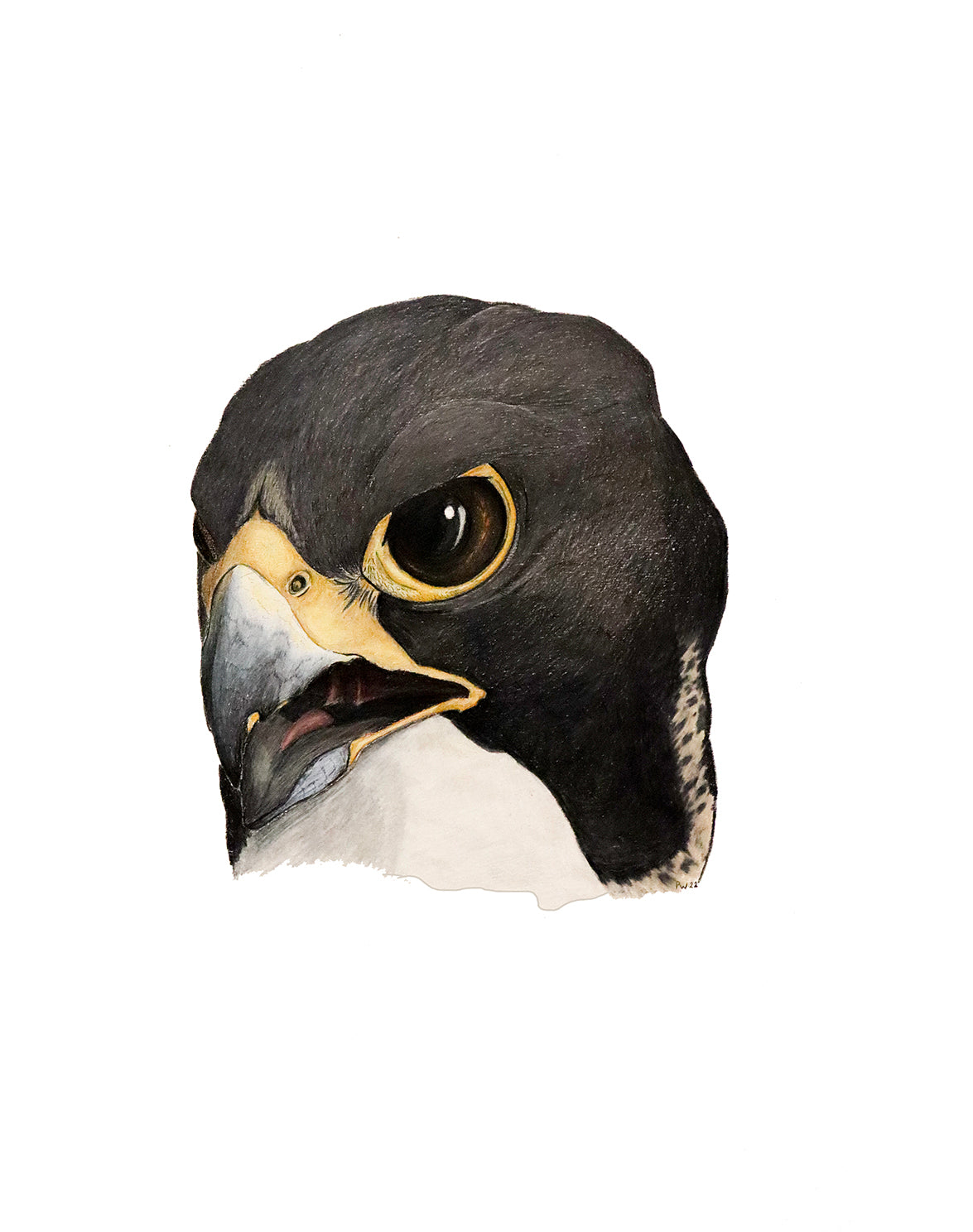 Fine art print 16x20   Peregrine falcon 2